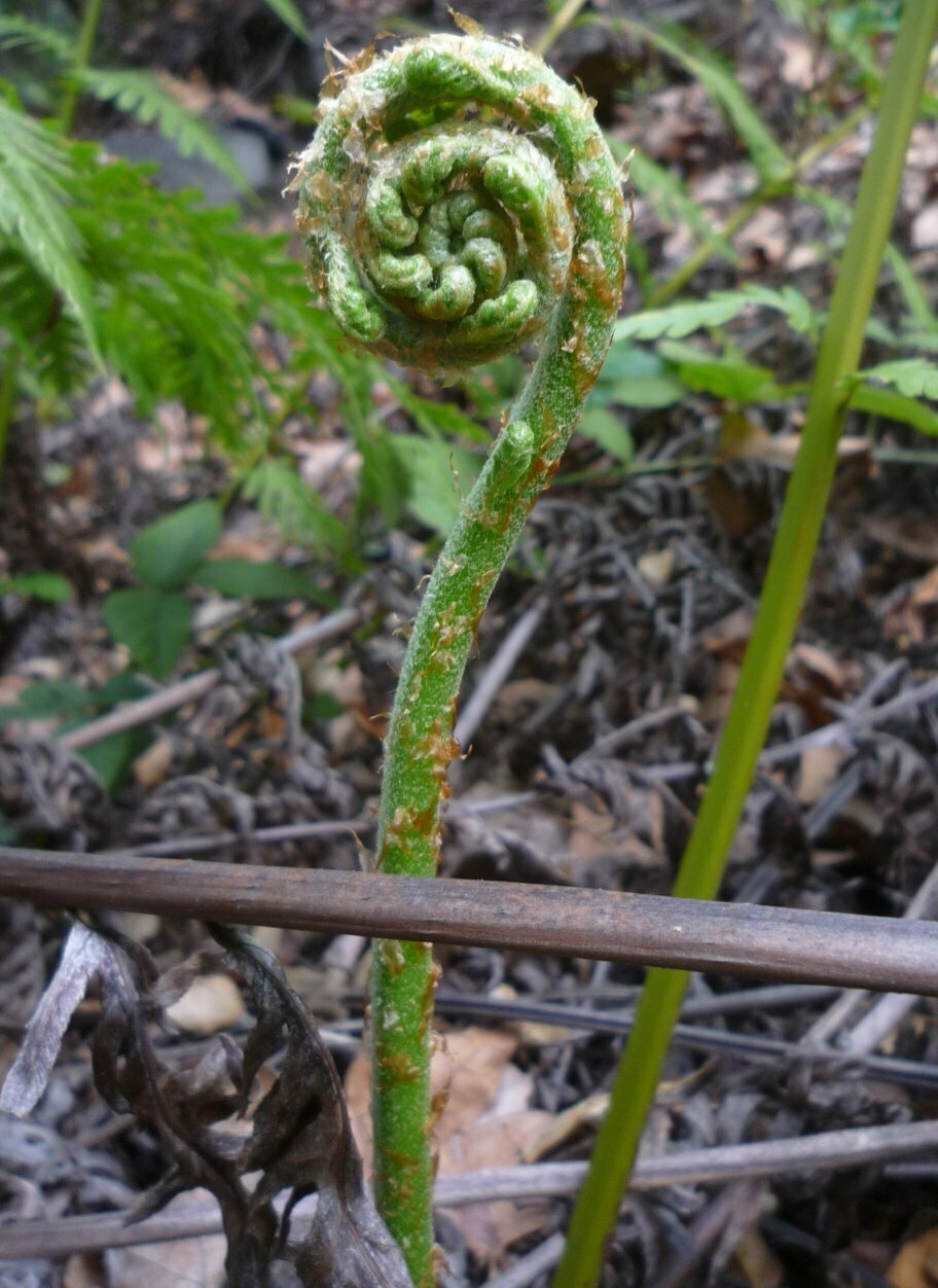 High Resolution Woodwardia fimbriata Shoot